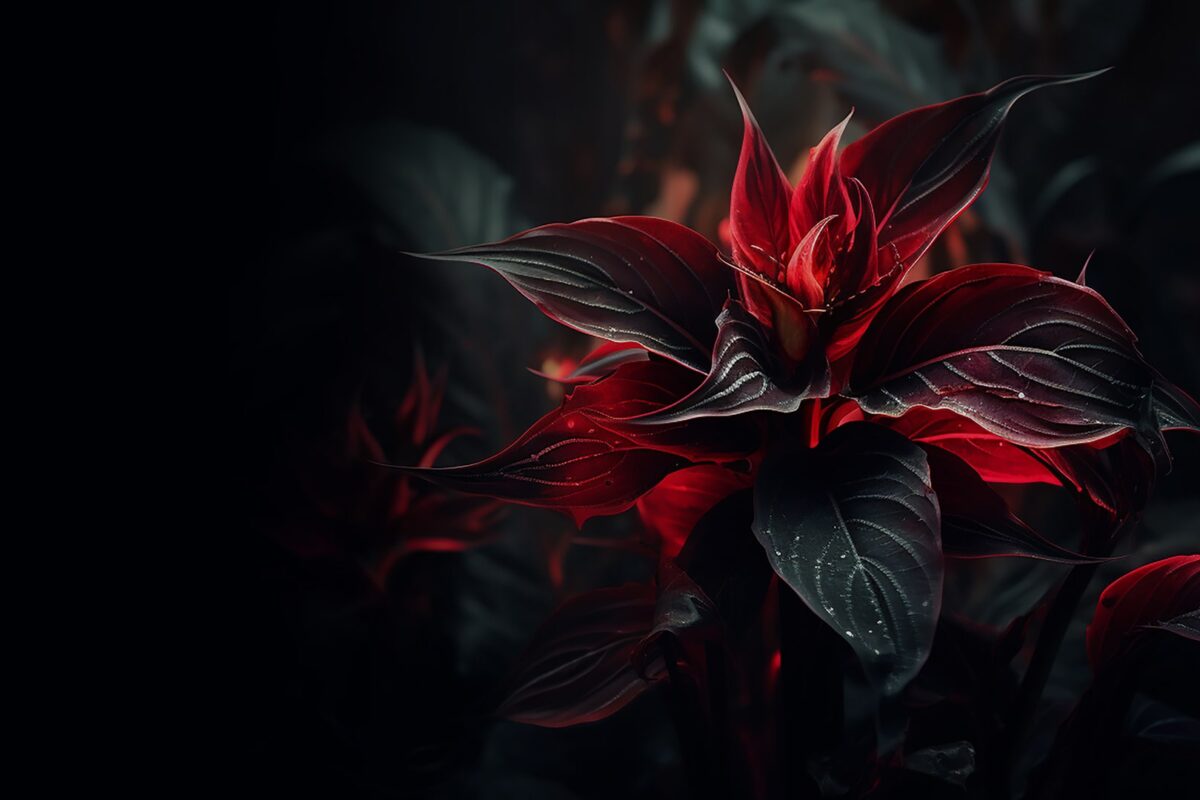 WHY IS JESUS THE ONLY ARK?